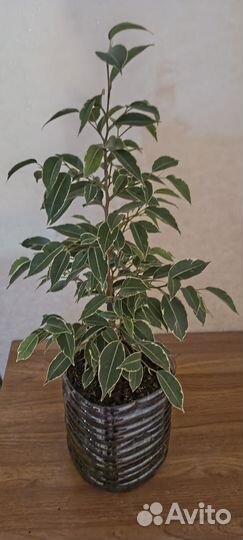 Фикус бенджамина пестролистный