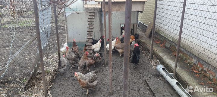 Куры Билефельдер, леггорнпарц, Синь Дянь, Маран