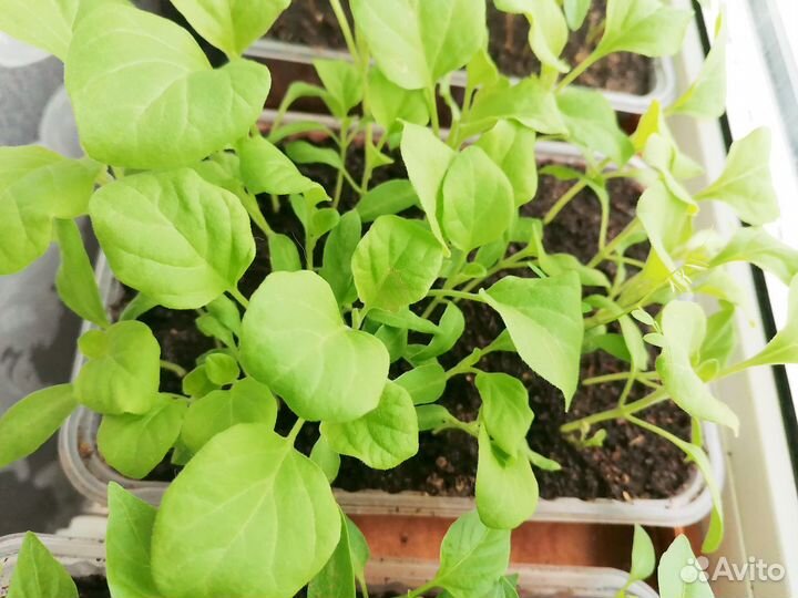 Рассада перцев, баклажан