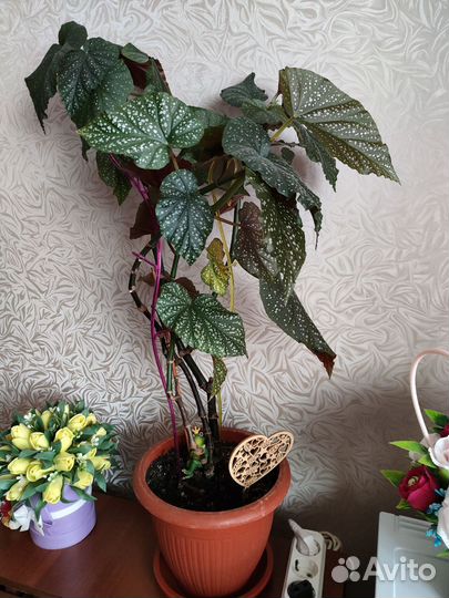 Комнатные цветы