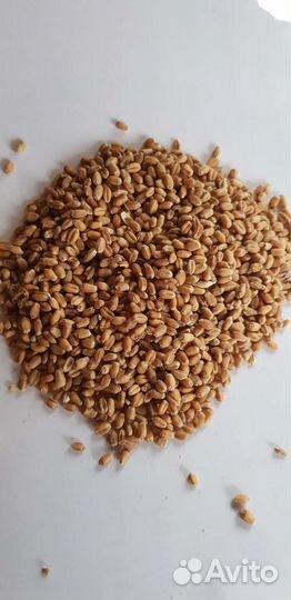 Зерно пшеница