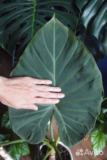 Крупномеры домашние Фикус алоказия регал роза кофе