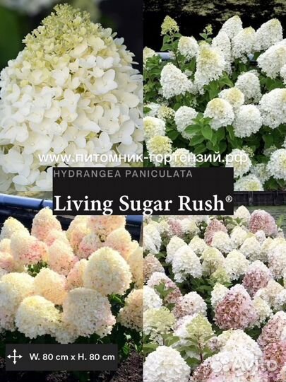 Гортензия Самарская Лидия и др. (саженцы)