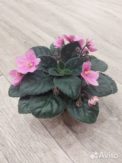 Фиалки,каллизия розовая пантера,традесканция и т.д