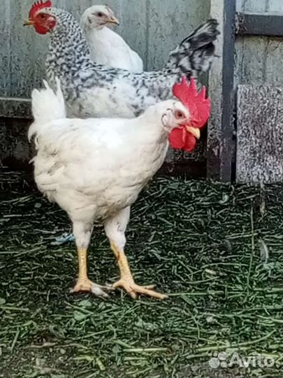 Петушки Легорн