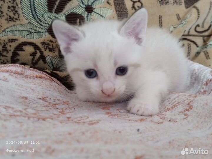 Котята 1 месяц