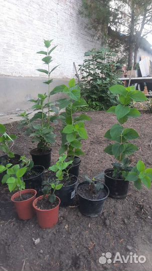 Жасмин чубушник