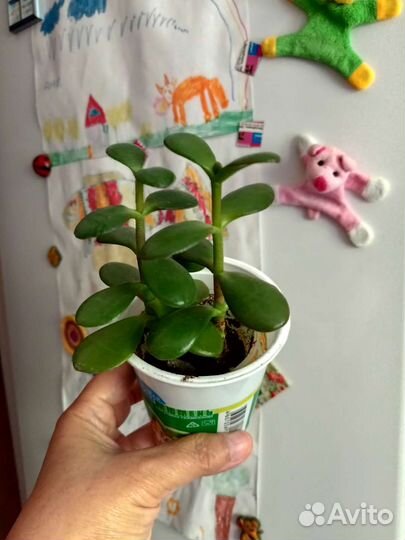 Денежное дерево Толстянка