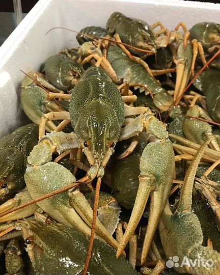 Раки живые, варёные в Краснодаре 09:00-21:00