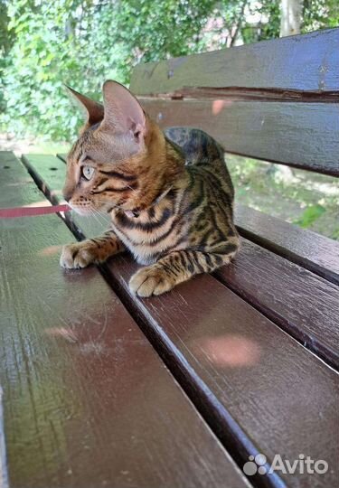 Бенгальская принцесса