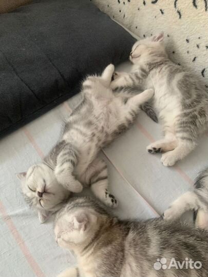 Шотландская вислоухая