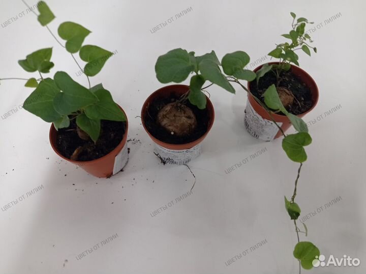 Диоскорея слоновая, каудексный суккулент