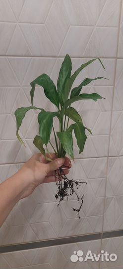 Спатифиллум женское счастье