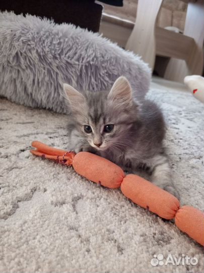 Котята в добрые руки бесплатно