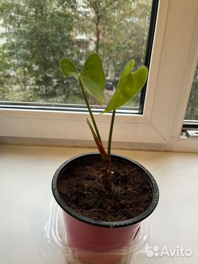 Антуриум красный