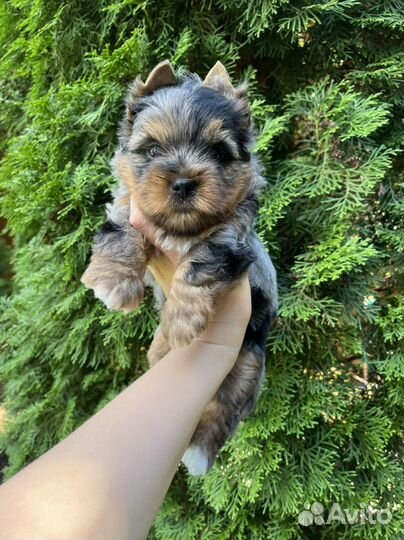 Йоркширский терьер беби фейс