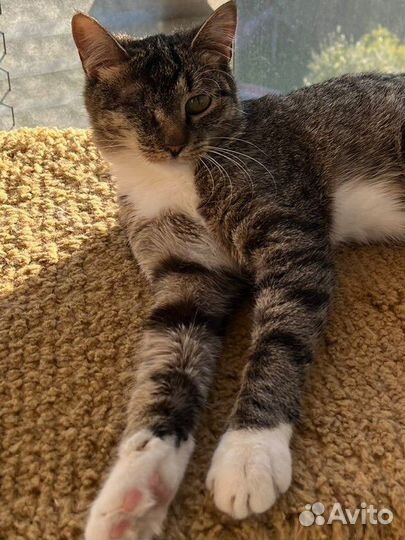 Кошечка без глазика