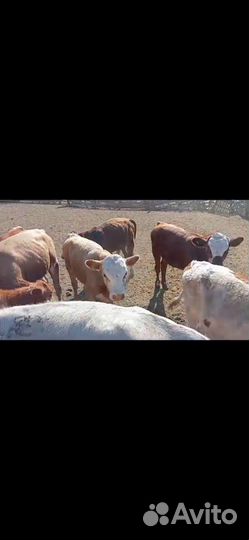 Телят в бычки