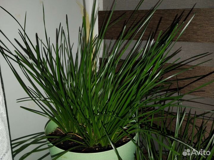 Зефирантес белый