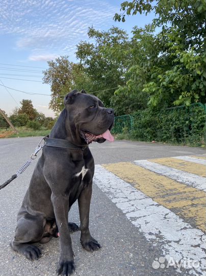 Кобель вязка кане корсо