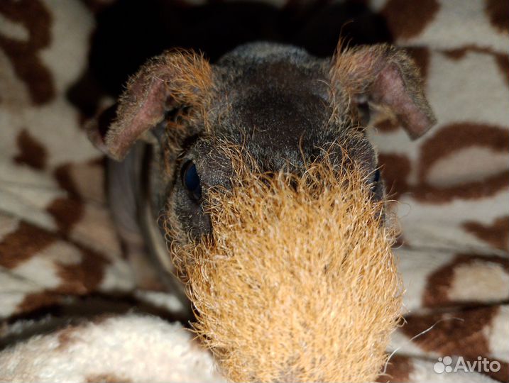 Морская свинка (скини)