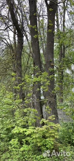 Бесплатно дрова деревья много