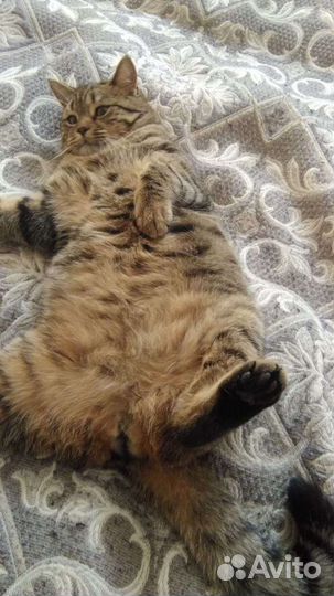 Передержка кошек