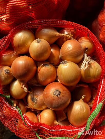 Лук оптом 2023