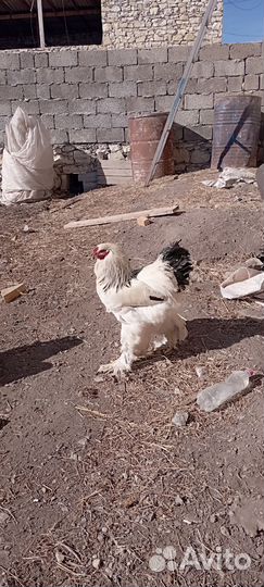 Петухи брамма