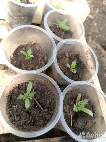 Рассада однолетних цветов