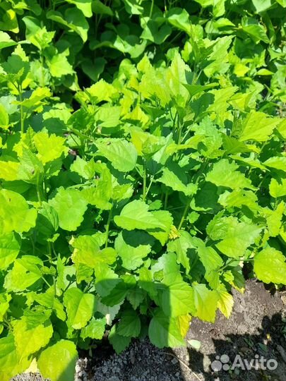 Гибискус древовидный