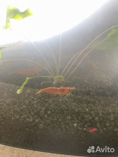 Креветки вишня