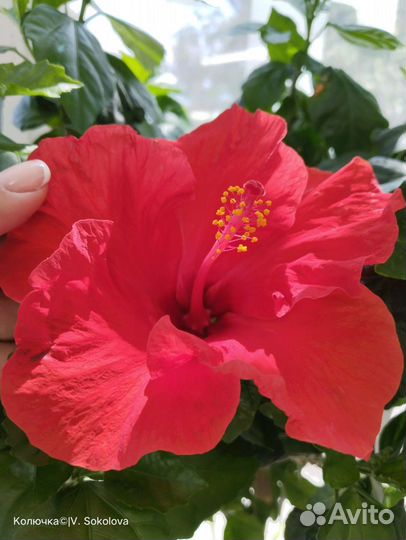 Гибискус на штамбе