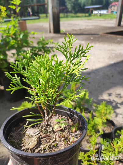 Туя Смарагд и 'Little Giant'