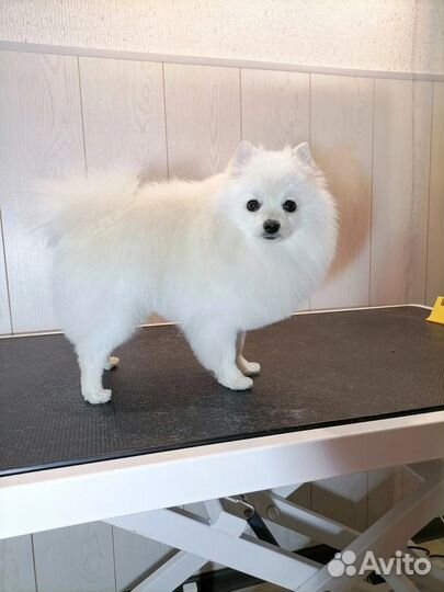 Щенки шпица