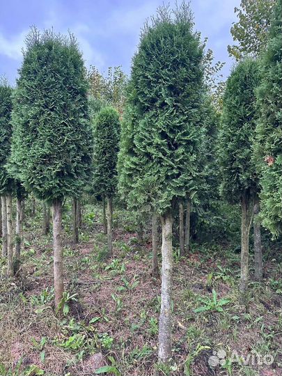 Туя колумна на штамбе 3м Эксклюзив цена за дерево
