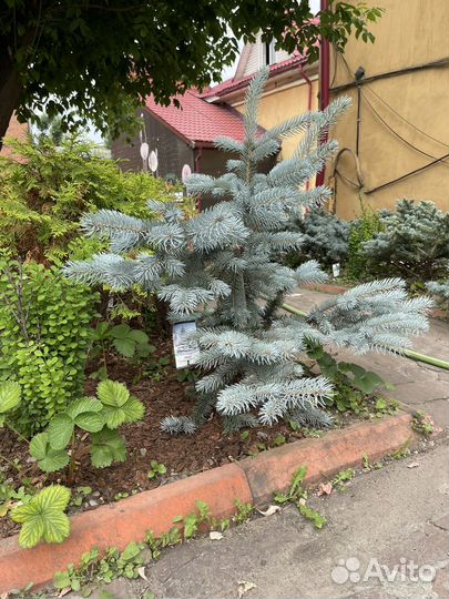 Голубая ель хупси