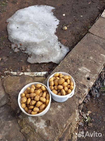 Семенной картофель