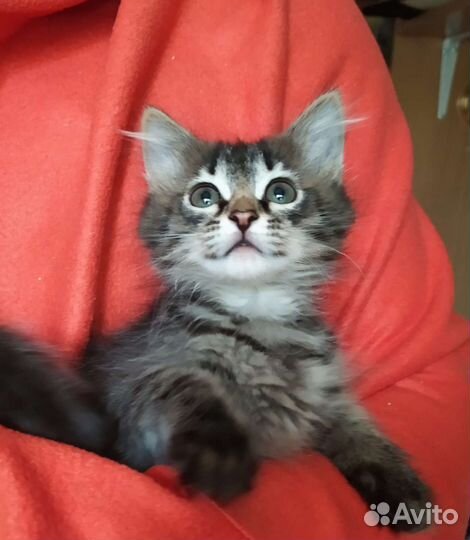 Котенок девочка