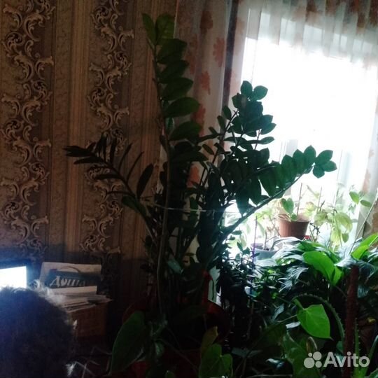 Замиокулькас