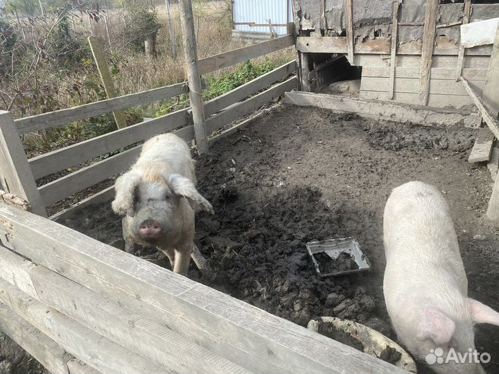 Хряк и свиноматка