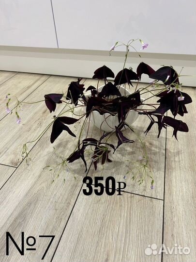 Комнатные цветы