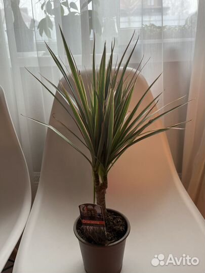 Драцена маргината, маджента 12/40