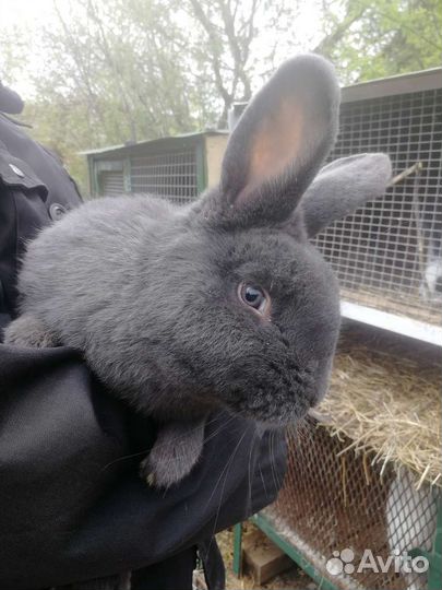 Кролик вязка