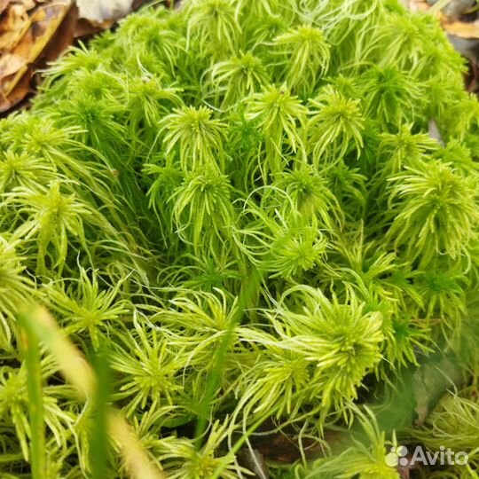 Мох сфагнум