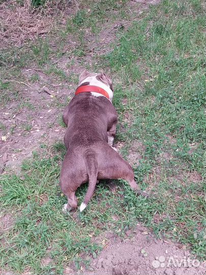 Американского булли вязка