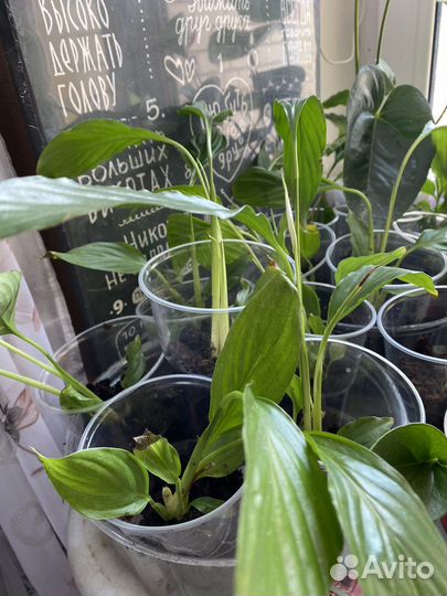 Спатифилуммы