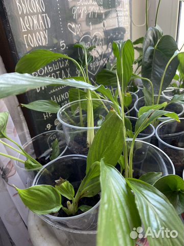 Спатифилуммы