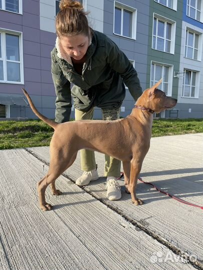 Тайский риджбек