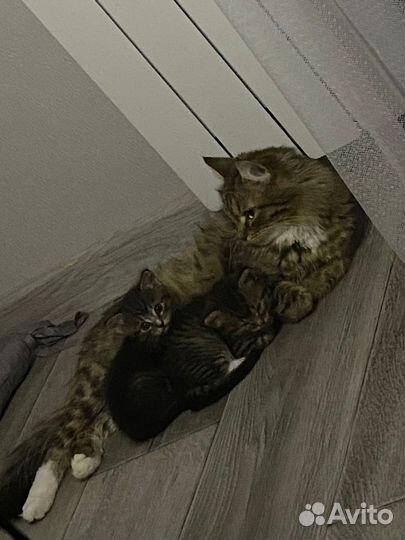 Котята в добрые руки